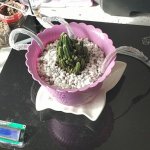 智慧養花系統